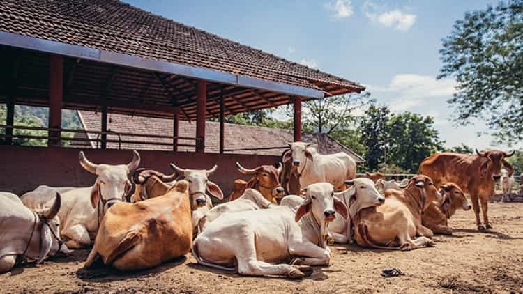 छत्तीसगढ़ सरकार की नई पहल: गौधाम योजना में मिलेगा आर्थिक सहयोग